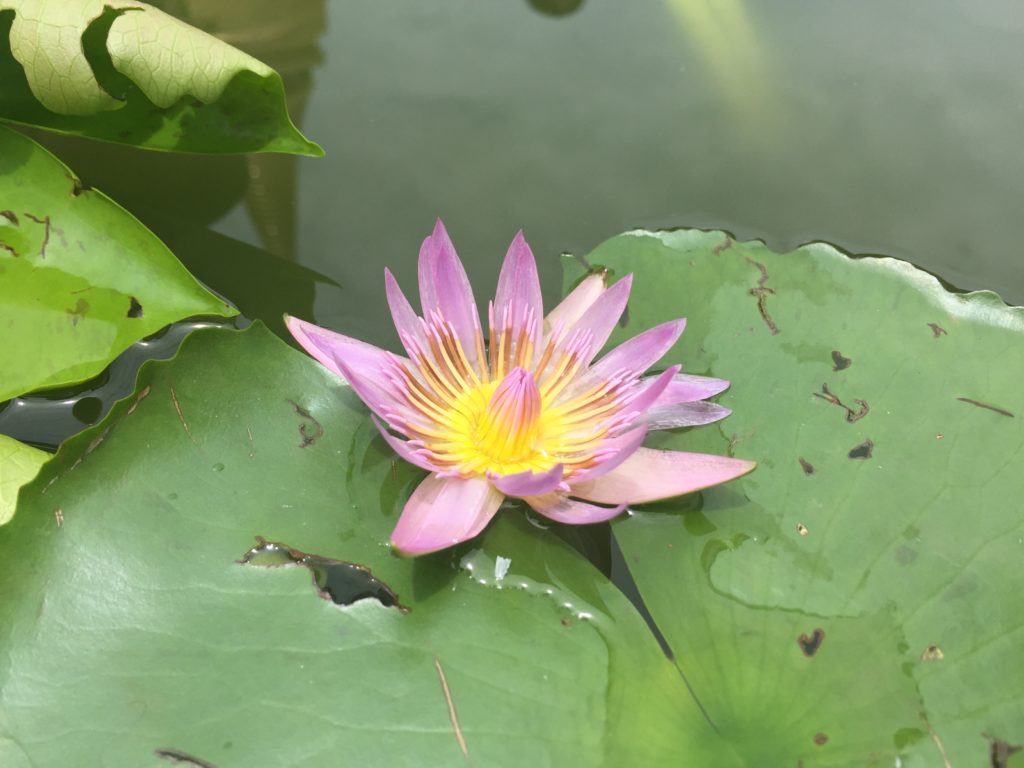 Lotus Tempelteich